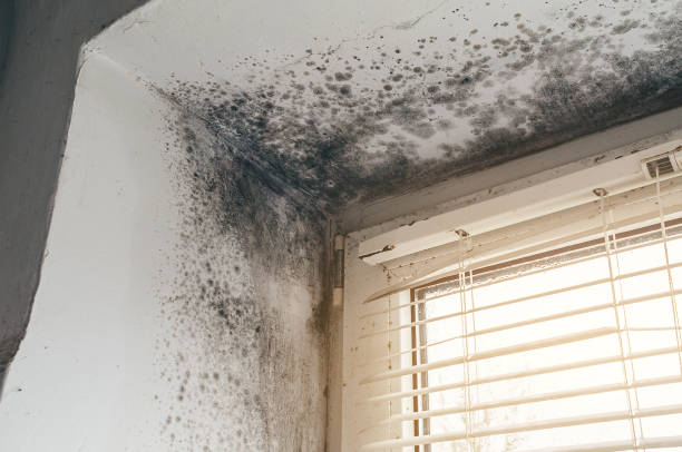 Affordable Crawl Space Mold Removal solutions in Belford, NJ